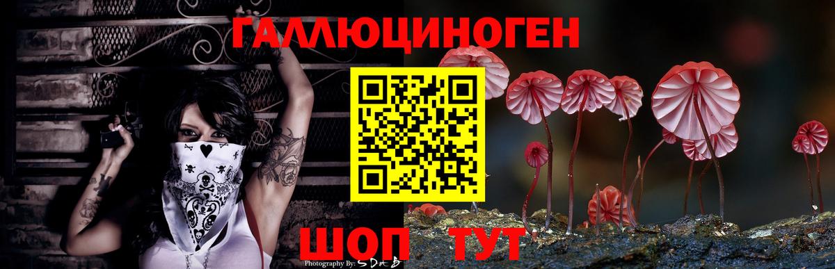 Галлюциногенные грибы Psilocybine cubensis Бердск