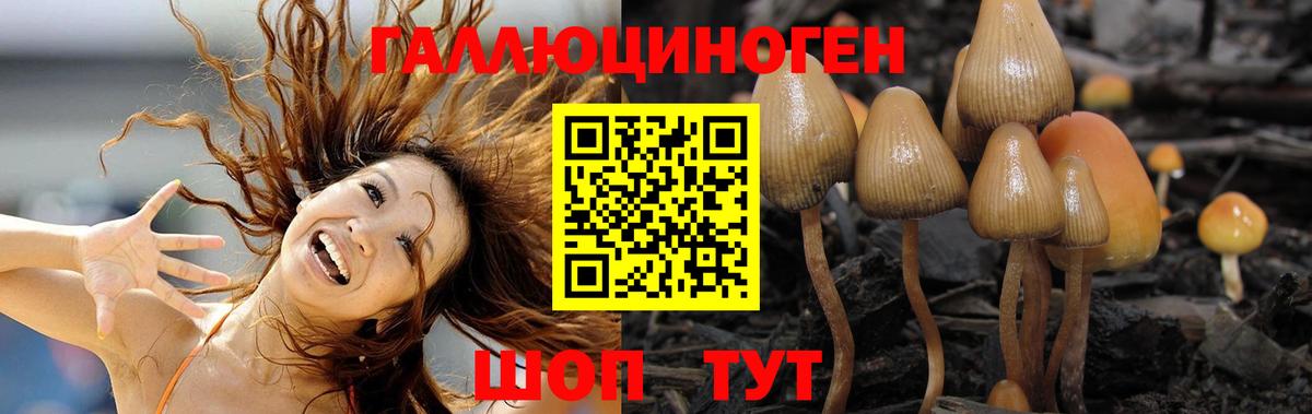 Галлюциногенные грибы GOLDEN TEACHER  Вход с VPN  Галлюциногенные грибы мицелий  Бердск 